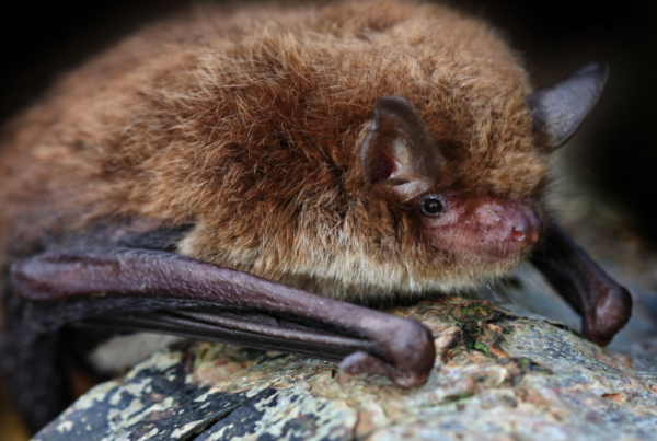 Kansas City Critter Control Bat Infestations Prevention