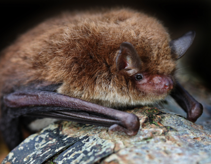 Kansas City Critter Control Bat Infestations Prevention