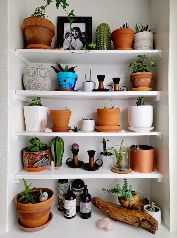 Plants in pots on shelves.