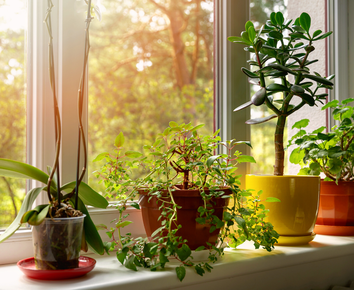 Houseplants in windowsill.